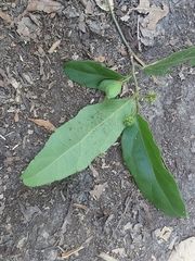 Pyrenacantha scandens