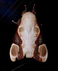 Formofentonia orbifer