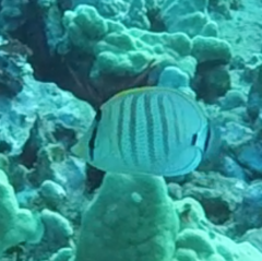 Chaetodon multicinctus