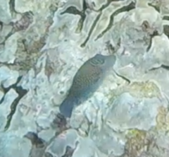 Canthigaster amboinensis