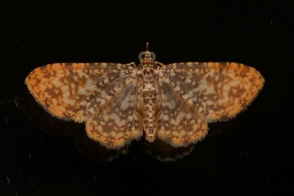 Pomasia sacculobata