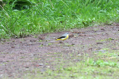 Motacilla cinerea patriciae
