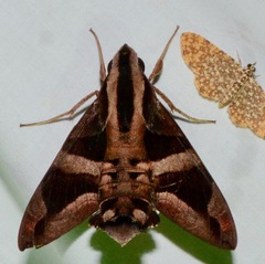 Macroglossum mitchellii