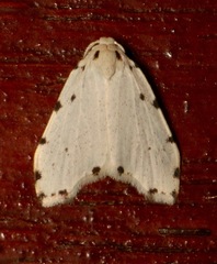 Metaemene circumpunctata