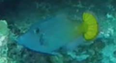 Pervagor aspricaudus