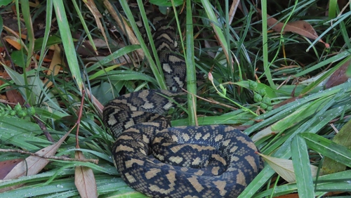 Coastal Carpet Python sighting