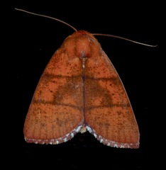 Calymera