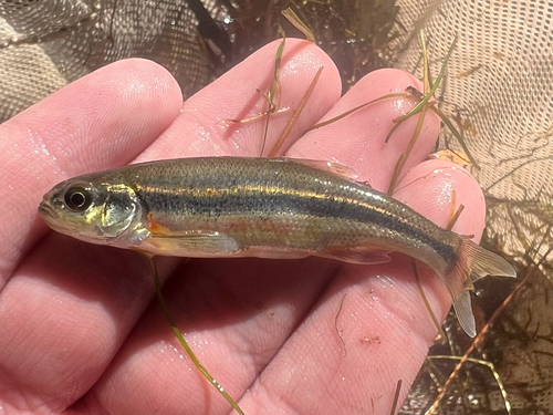 Redside Shiner