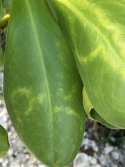 Cucumber mosaic virus