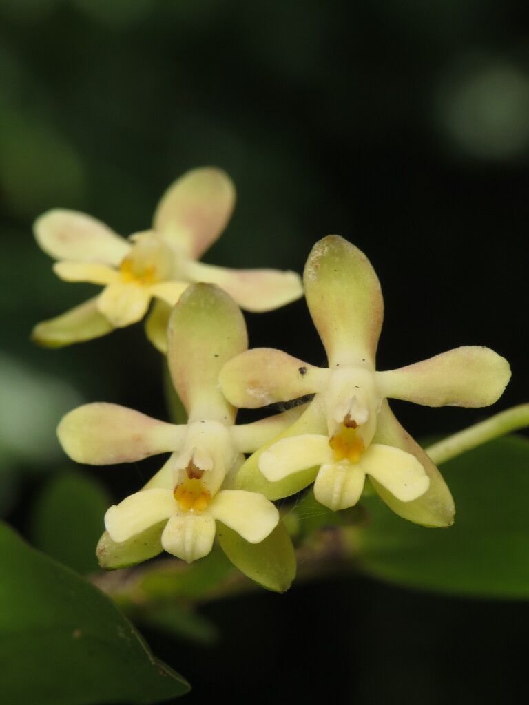 Epidendrum chalcochromum Hágsater 3