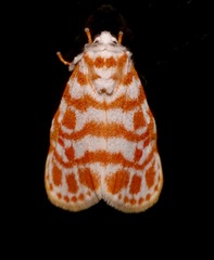 Nephelomilta effracta