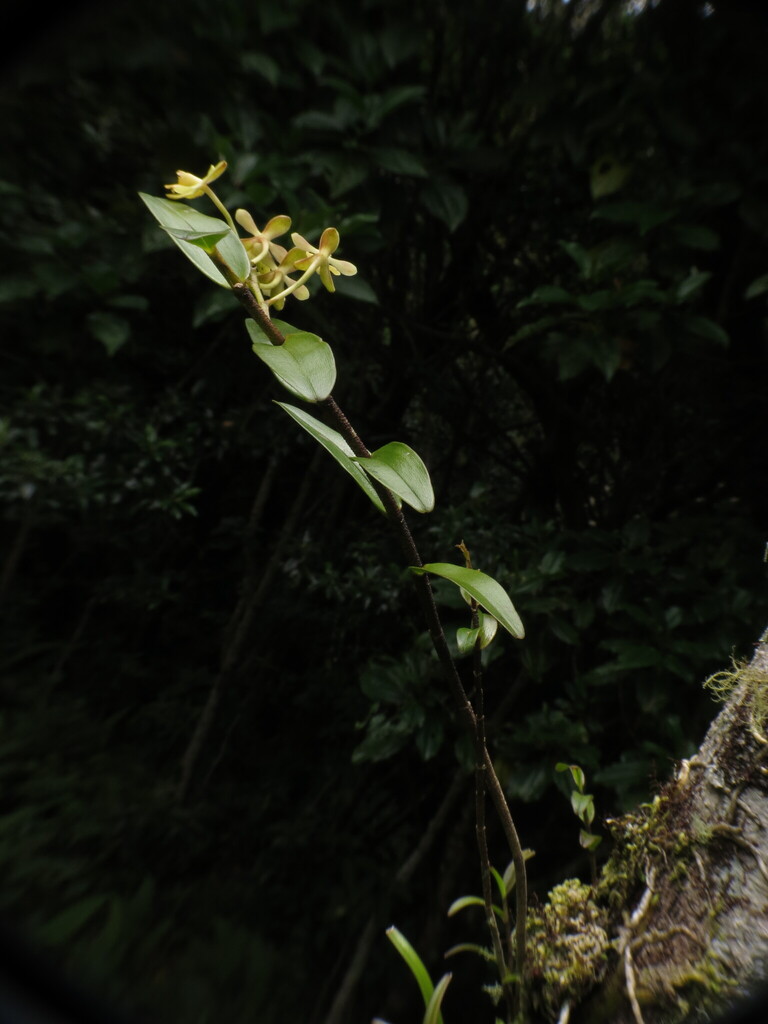 Epidendrum chalcochromum Hágsater 4