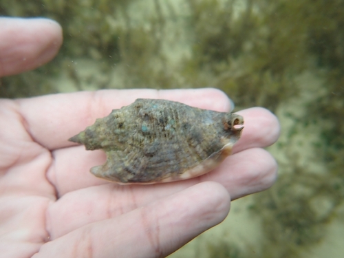 Euprotomus aurisdianae observed 2025-10-18