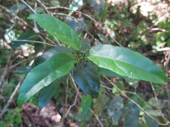 Pyrenacantha scandens