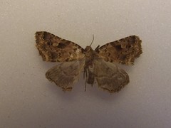 Trigonistis anticlina