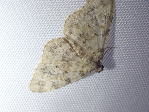 Zenophleps obscurata photo 4