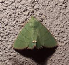 Eulepidotis holoclera