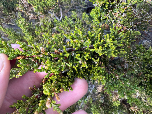 Pherosphaera hookeriana, photograph 6
