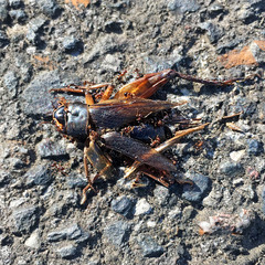 Pristomyrmex punctatus