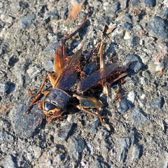 Pristomyrmex punctatus