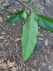Pyrenacantha scandens