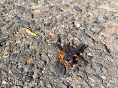 Pristomyrmex punctatus