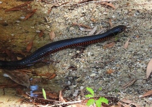 Red-bellied Black Snake sighting