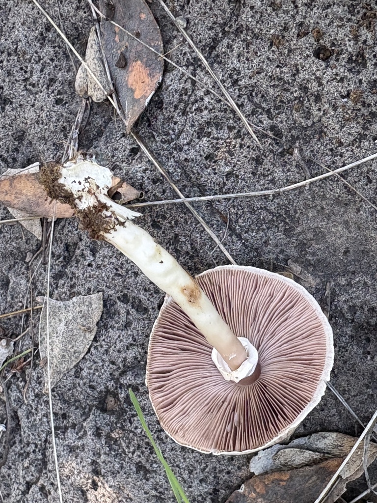 Agaricus sp. 'TAC2079a'