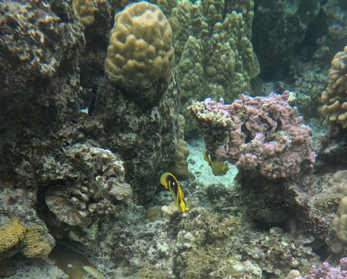 Chaetodon quadrimaculatus