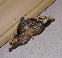 Pantographa acoetesalis
