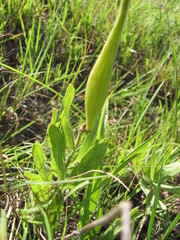 Asclepias lanuginosa