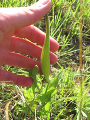Asclepias lanuginosa