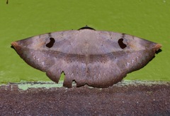 Hypopyra ossigeroides