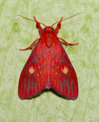 Sarbine flavodiscalis