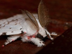 Lymantria marginalis