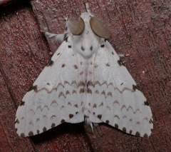 Lymantria marginalis