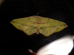 Omiza herois
