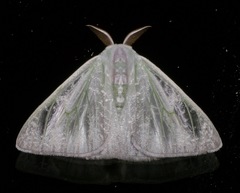 Arctornis phasmatodes