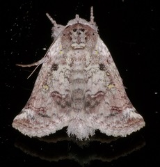 Macrobarasa xantholopha