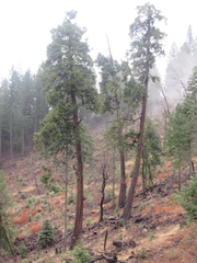 Calocedrus decurrens