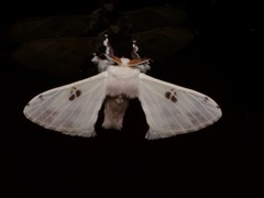 Penicillifera apicalis