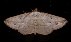 Nadagara synocha