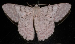 Pingasa lariaria