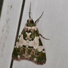 Termioptycha