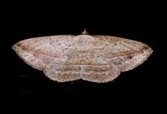 Nadagara synocha