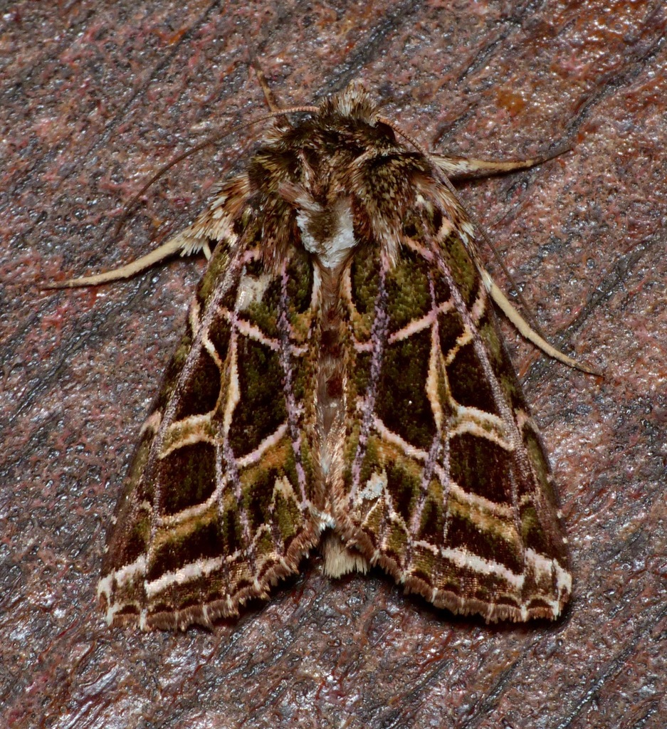 Phlogophora emphanes