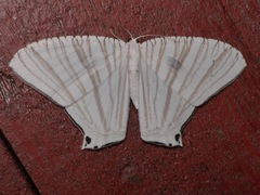 Pseudomicronia bundutuhan