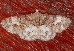 Diplurodes submontana