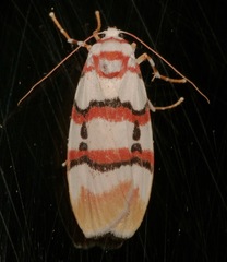 Cyana cruentata