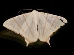 Ourapteryx claretta